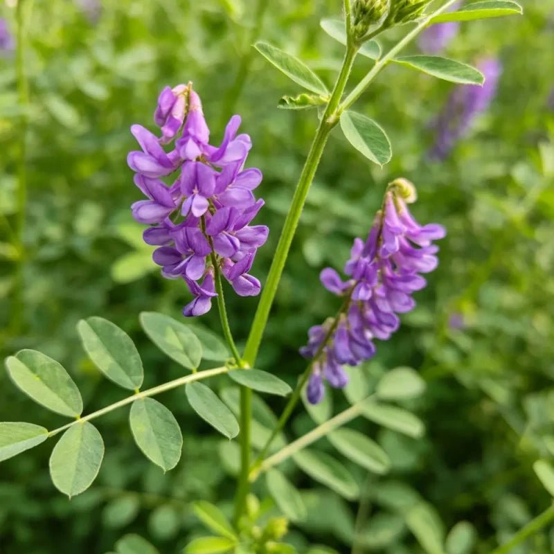 Alfalfa Seeds - Verdseeds