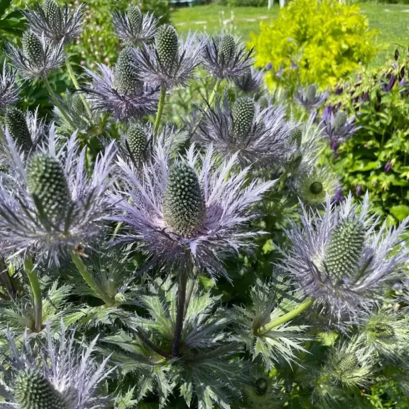 Alpine Sea Holly Seeds - Verdseeds