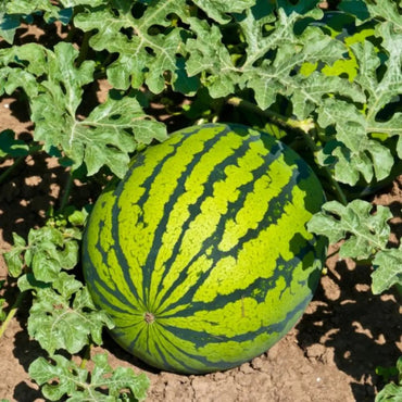 American Heavy Cropping King Watermelon Seeds - Verdseeds