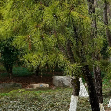 American Slash Pine Seeds - Verdseeds