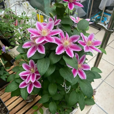 Angela Clematis Seeds - Verdseeds