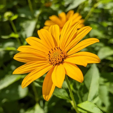 Annual Sneezeweed Seeds - Verdseeds