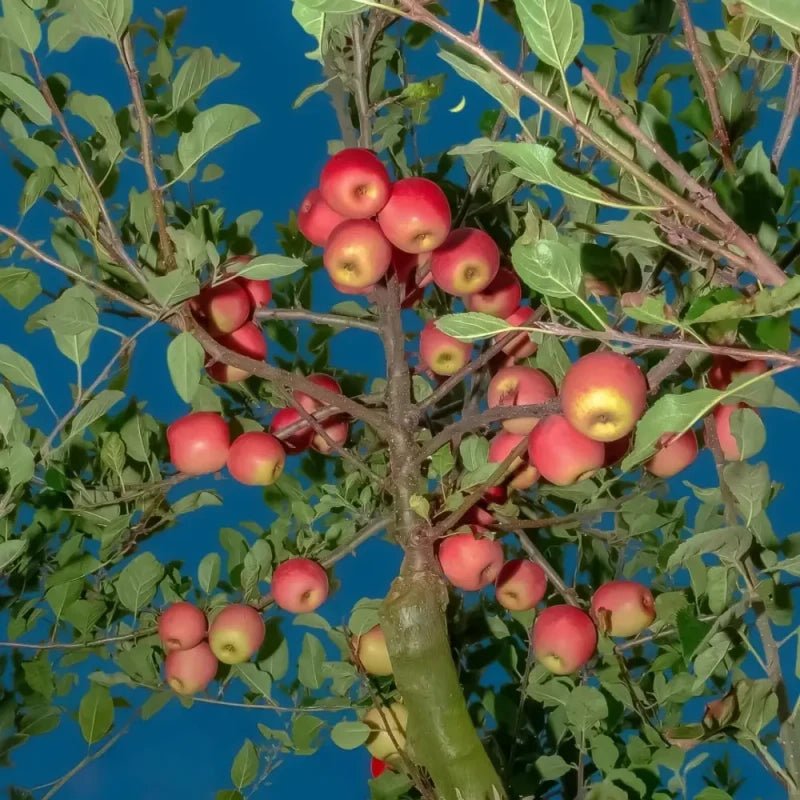 Apple Seeds - Verdseeds