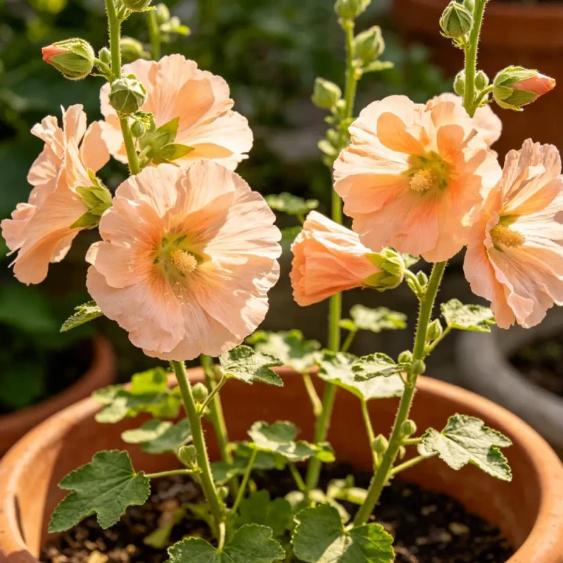 Apricot Dwarf Hollyhock Seeds - Verdseeds