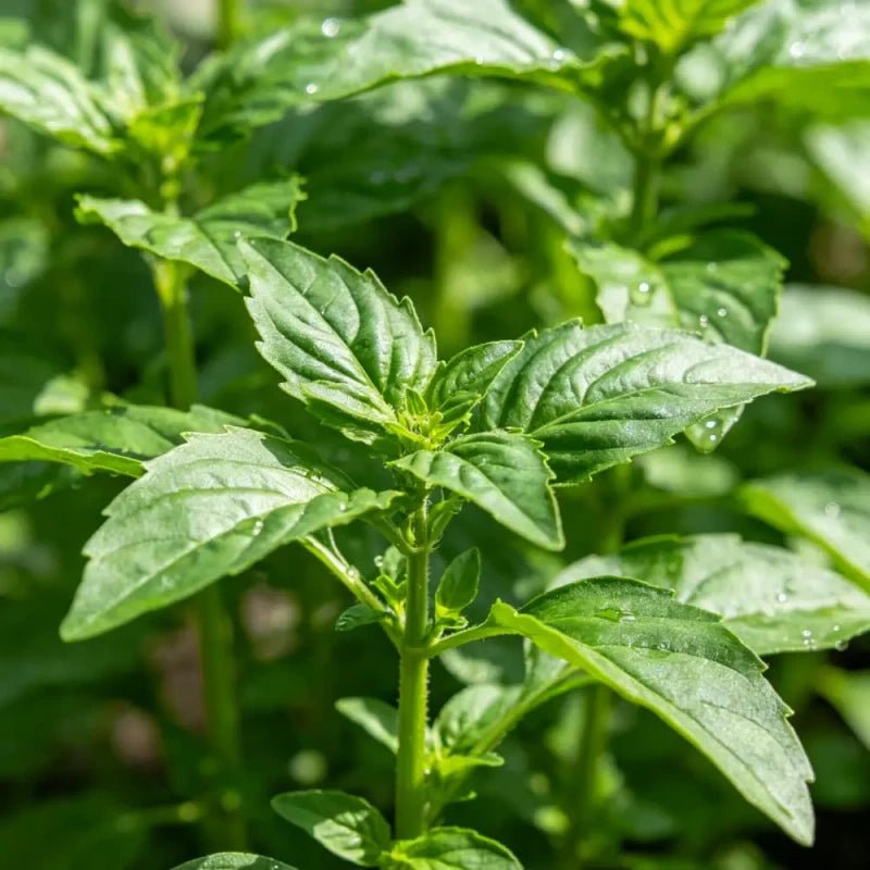 Aromatic Sweet Basil Seeds - Verdseeds