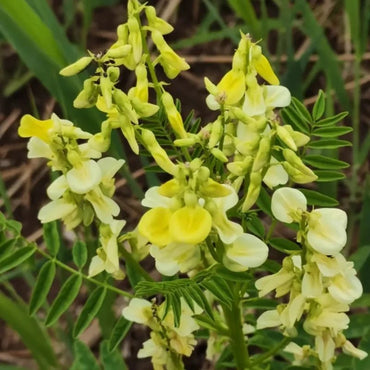 Astragalus Seeds - Verdseeds