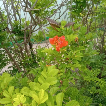 Australian Illawarra Flame Tree Seeds - Verdseeds