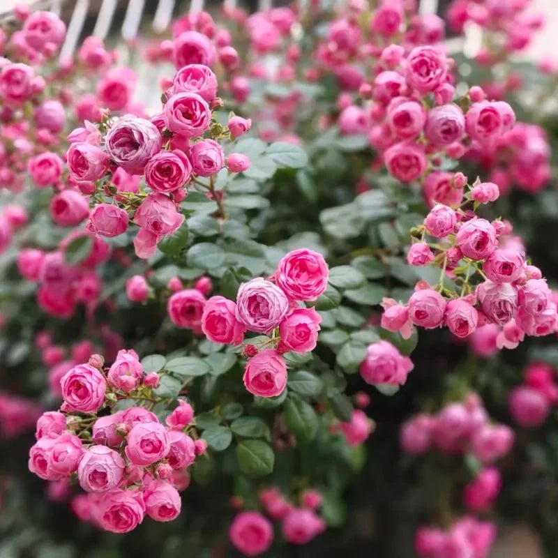 Ayla Pompon Rose Seeds - Verdseeds