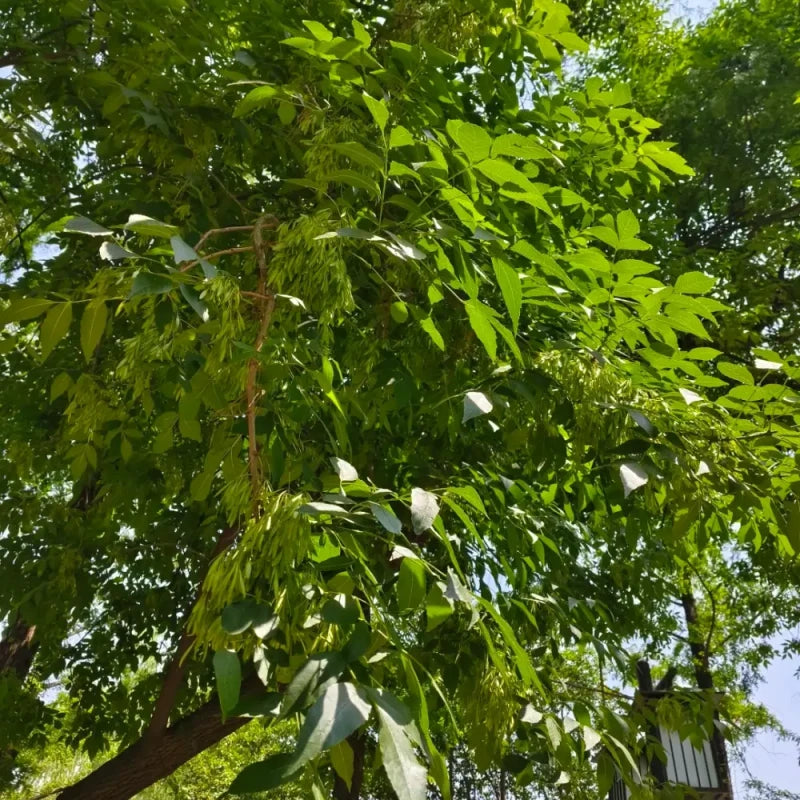Ash Tree Seeds