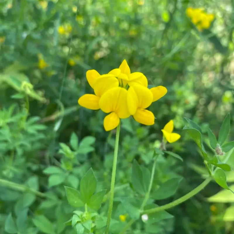 Birdsfoot Trefoil Seeds