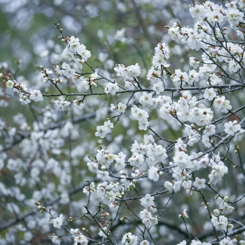 White Wintersweet Seeds