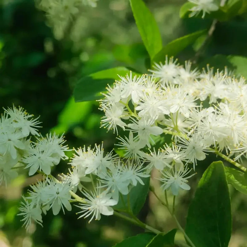 White Sandalwood Seeds