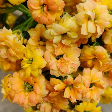 Barber Kalanchoe Seeds - Verdseeds