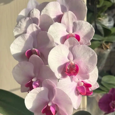 Beauty Face Moth Orchid Seeds - Verdseeds