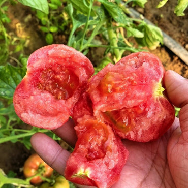 Beefsteak Tomato Seeds - Verdseeds