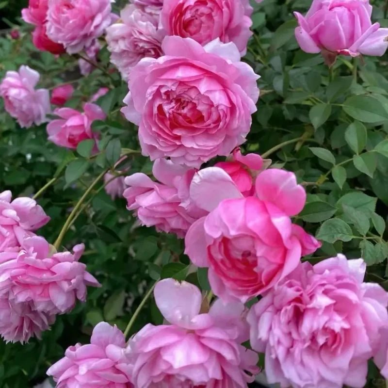Bell Fairy Garden Rose Seeds - Verdseeds