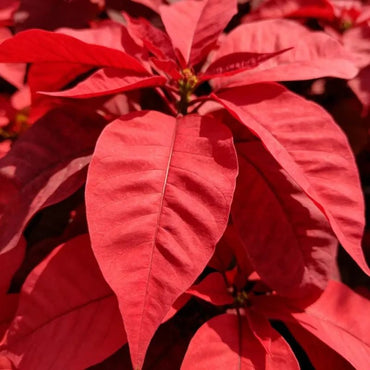 Big Red Leaf Viewing Joseph's Coat Seeds - Verdseeds