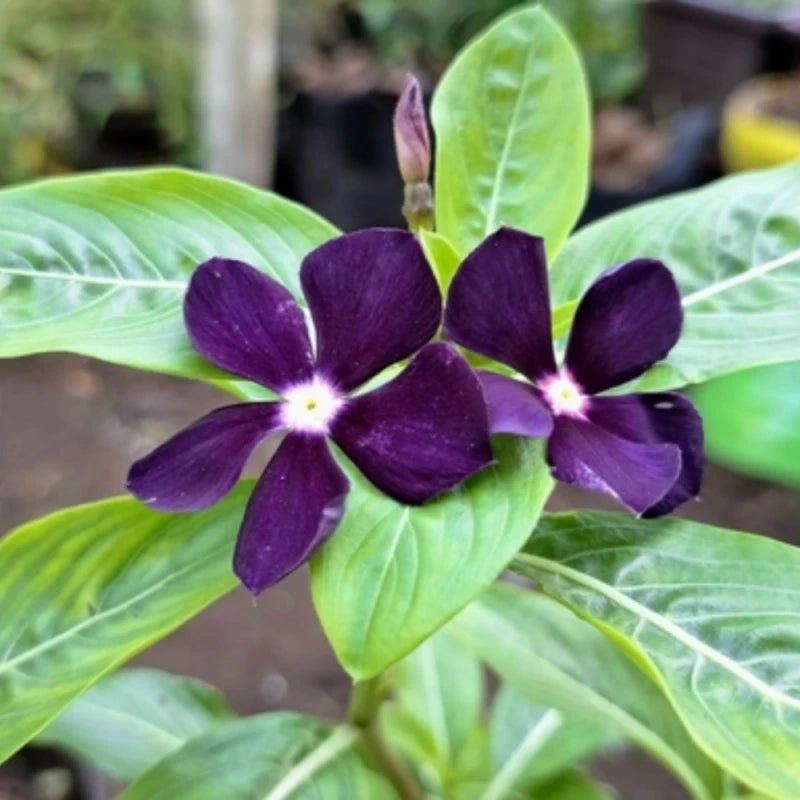 Black Catharanthus roseus (Madagascar Periwinkle) Seeds - Verdseeds