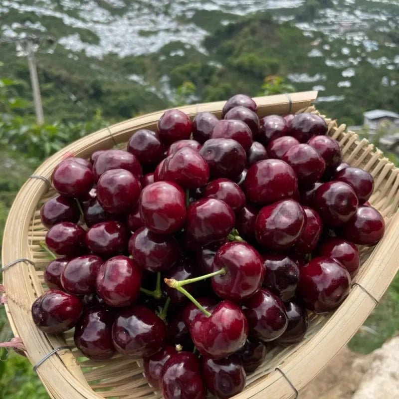 Black Pearl Sweet Cherry Seeds - Verdseeds