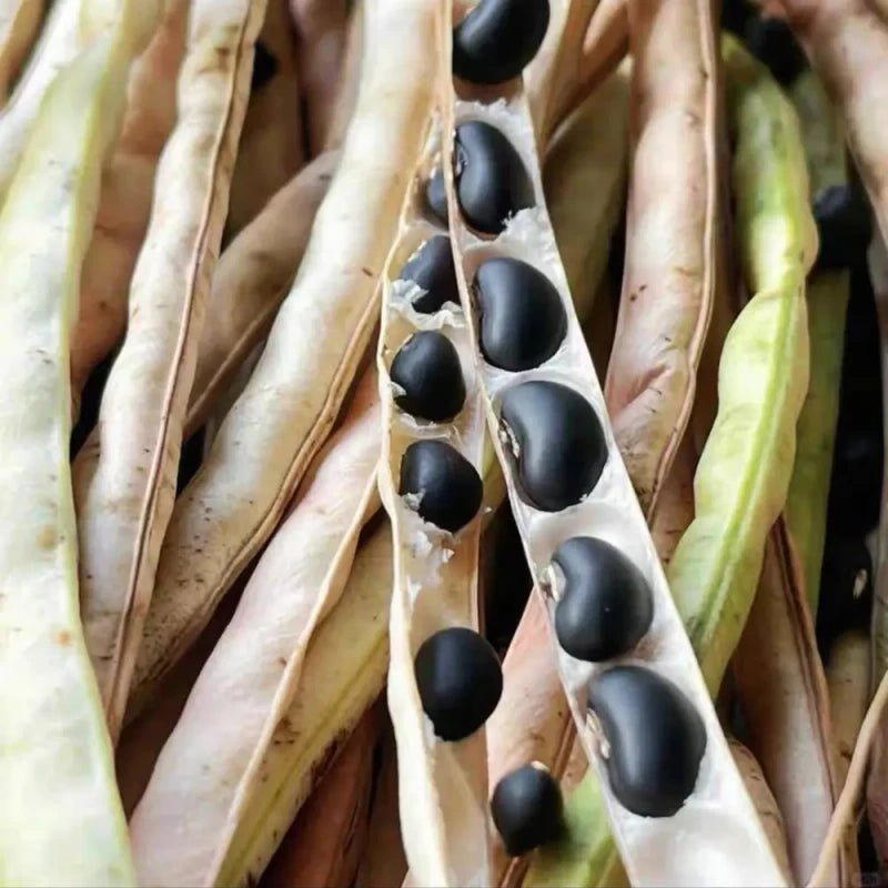 Black Soybean Seeds - Verdseeds