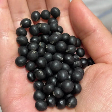 Black Soybean Seeds - Verdseeds