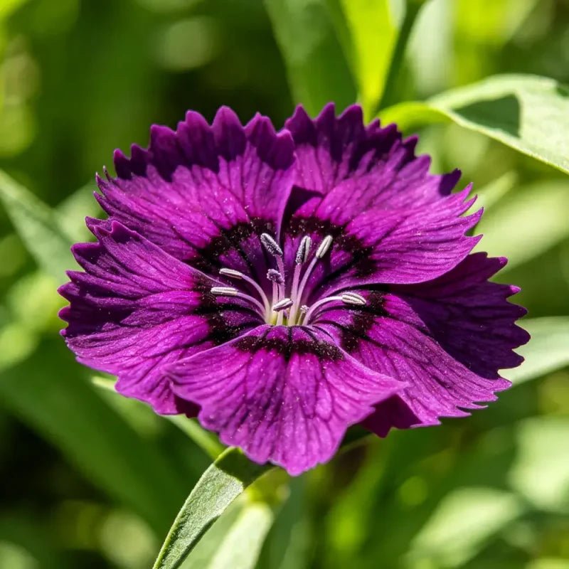 Blackish Purple Bearded Pink Seeds - Verdseeds