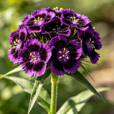 Blackish Purple Bearded Pink Seeds - Verdseeds