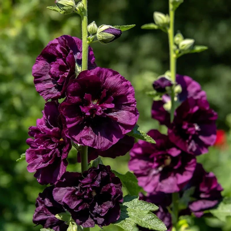 Blackish purple Hollyhock Seeds - Verdseeds