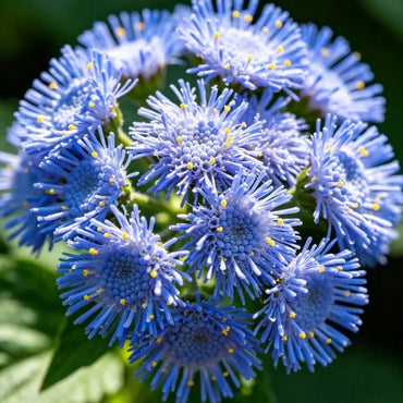 Blue Ageratum Seeds - Verdseeds