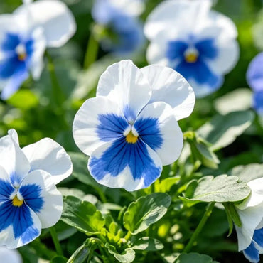 Blue and White Wings Pansy Seeds - Verdseeds
