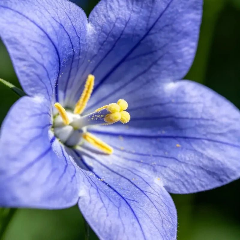 Blue Balloon Flower Seeds - Verdseeds