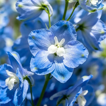 Blue Cut Flower Sweet Pea Seeds - Verdseeds