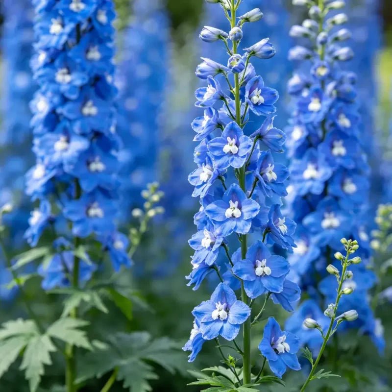 Blue Delphinium Seeds - Verdseeds