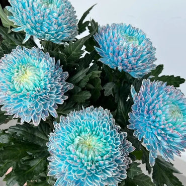 Blue Double Chrysanthemum Seeds - Verdseeds