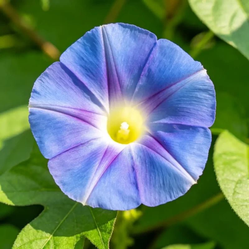 Blue Dwarf Morning Glory Seeds - Verdseeds