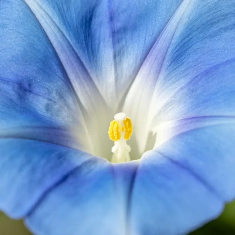 Blue Dwarf Morning Glory Seeds - Verdseeds