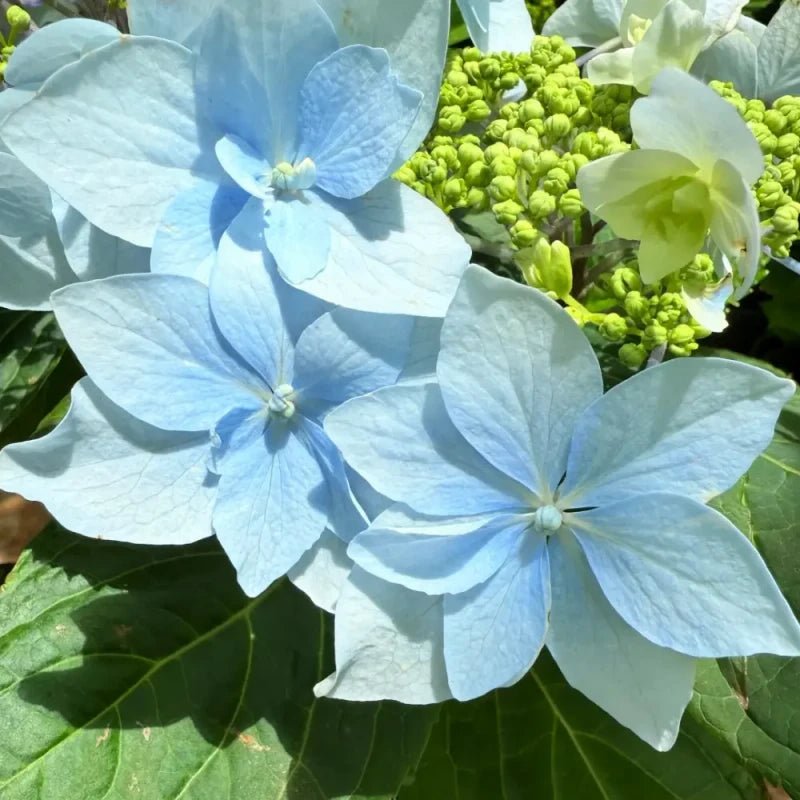 Blue Moonlight Butterfly Begonia Seeds - Verdseeds