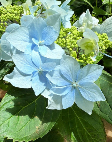 Blue Moonlight Butterfly Begonia Seeds - Verdseeds