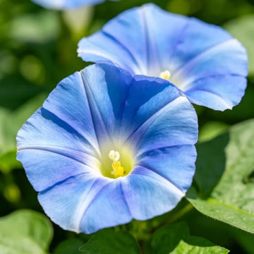 Blue Petunia Seeds - Verdseeds