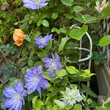 Blue Storm Clematis Seeds - Verdseeds