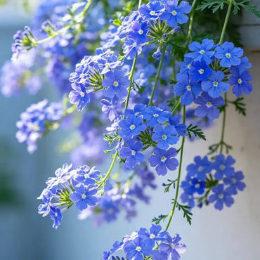 Blue Trailing Verbena Seeds - Verdseeds