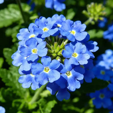 Blue Verbena canadensis Seeds - Verdseeds