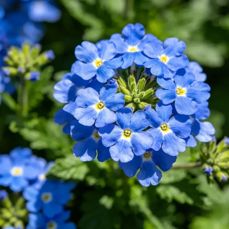Blue Verbena canadensis Seeds - Verdseeds