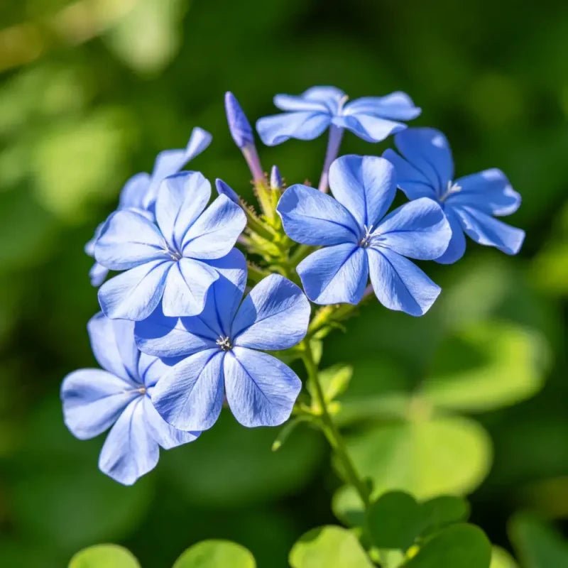 Blue Woodruff Seeds - Verdseeds
