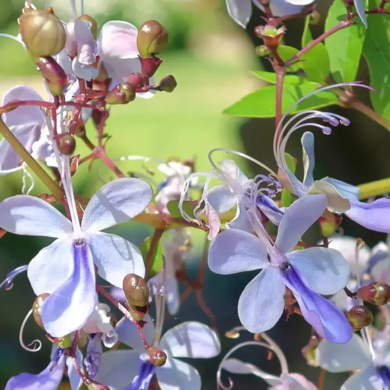 Bluewings Wishbone Flower Seeds - Verdseeds