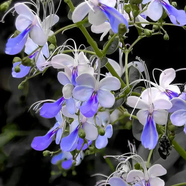 Bluewings Wishbone Flower Seeds - Verdseeds
