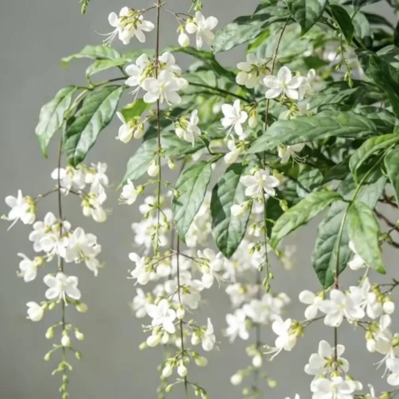 Bridal Veil Jasmine Seeds - Verdseeds