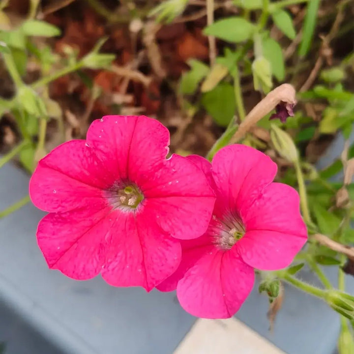Sarah T.