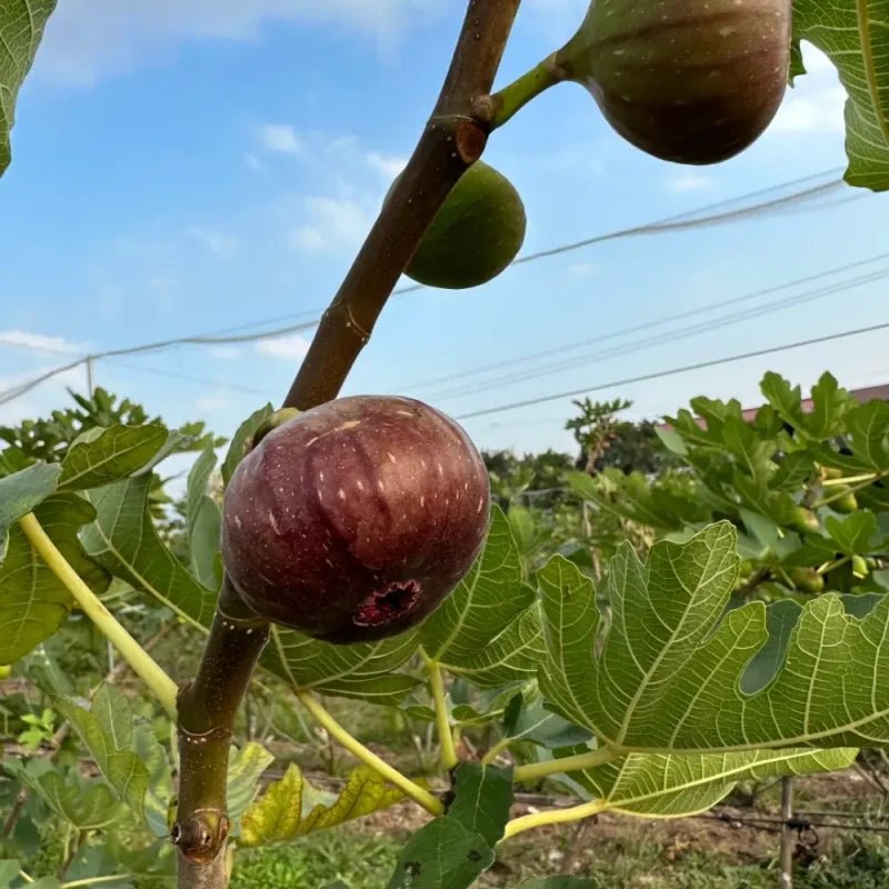 Brown Turkey Fig Seeds - Verdseeds