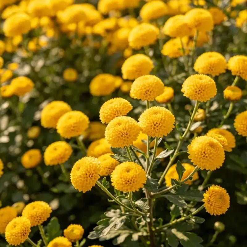Button Daisy Seeds - Verdseeds